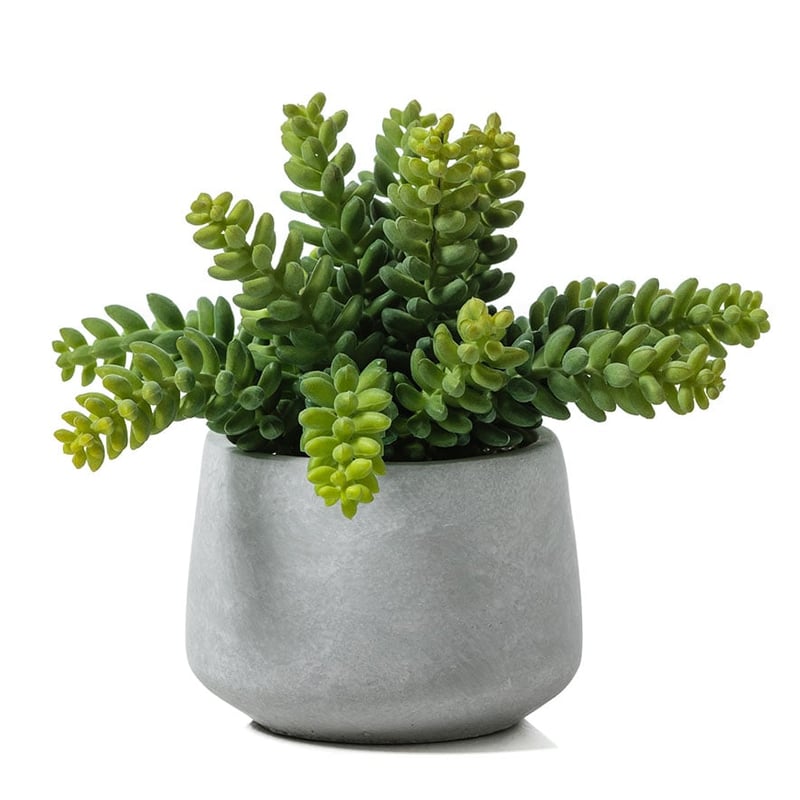 Atacama Desert Burro's Tail in Pot