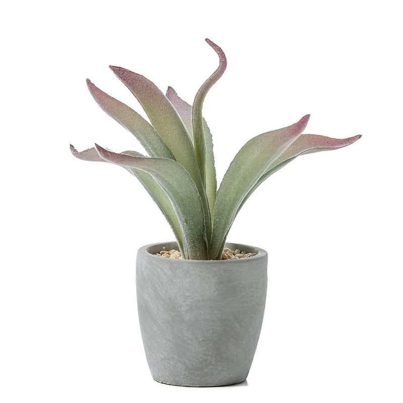 Atacama Desert Silver Aloe in Pot