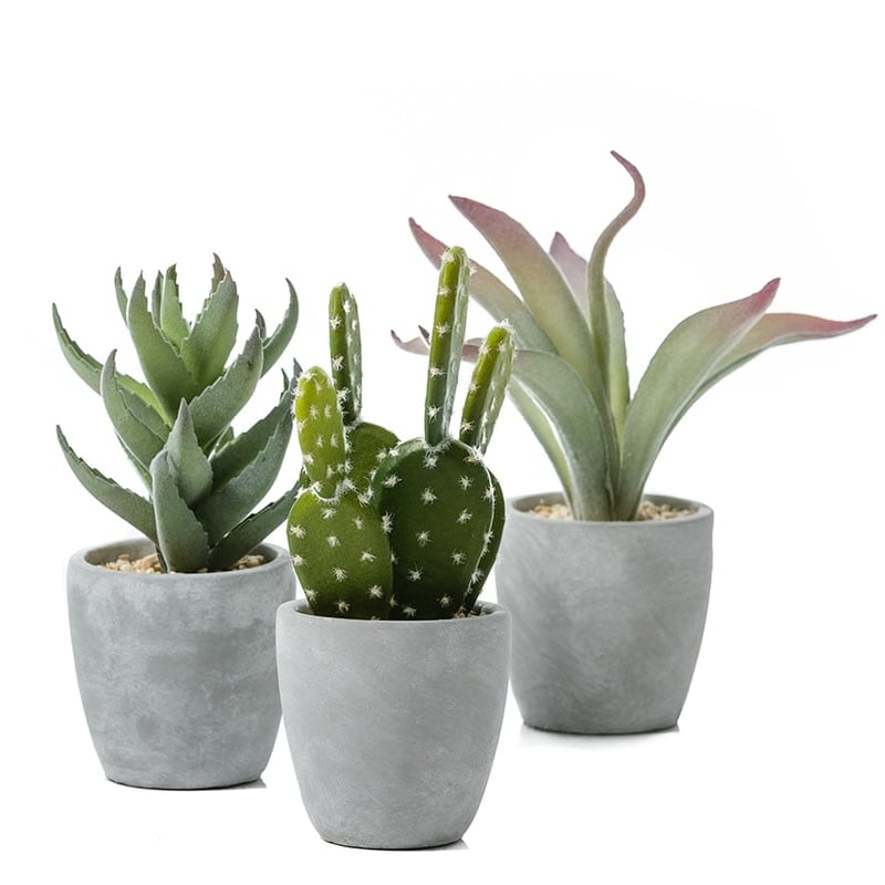 Atacama Desert Silver Aloe in Pot