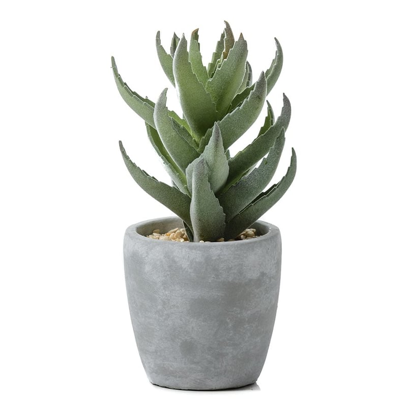Atacama Desert Spikey Succulent in Pot