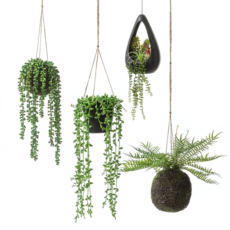 Sonora Hanging Asparagus