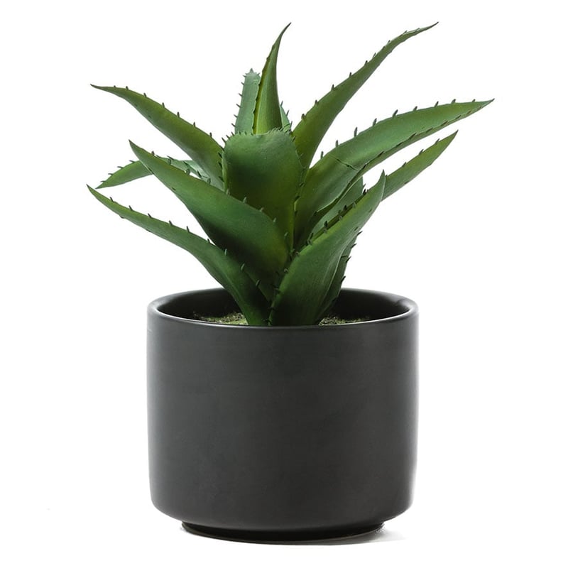 Tanque Verde Aloe Vera
