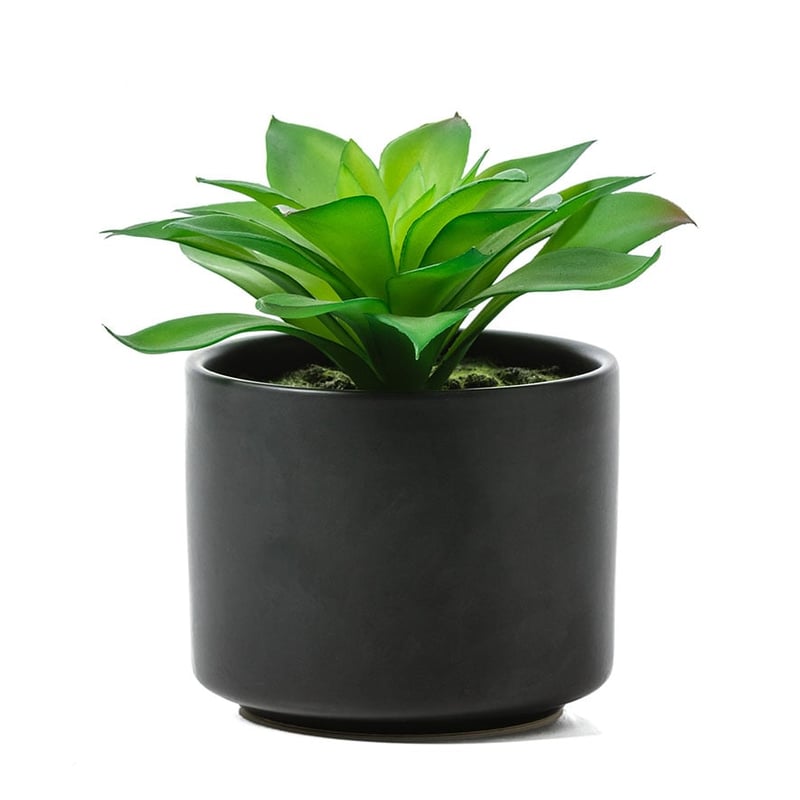 Tanque Verde Single Succulent