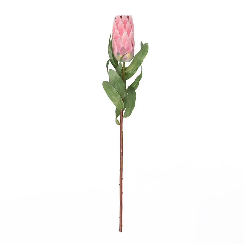 Australiana Stem Protea Pink