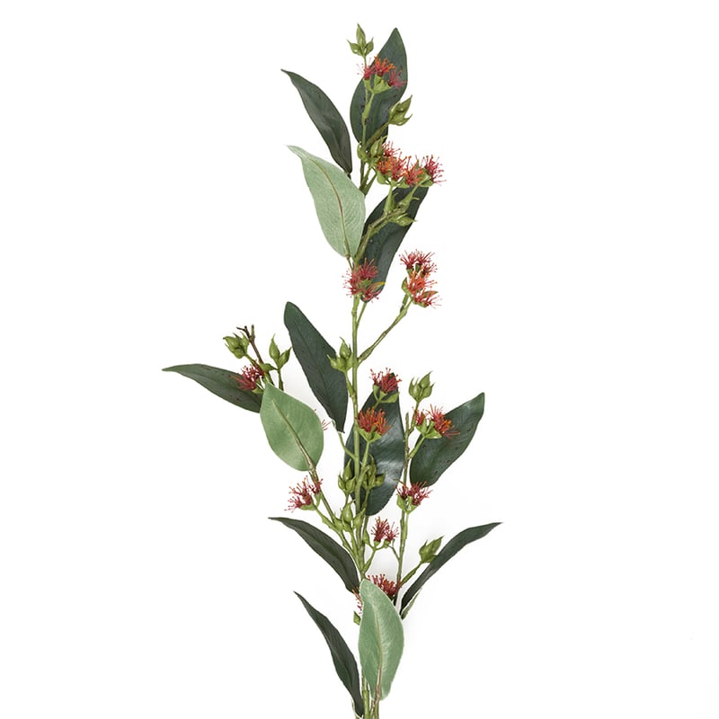 Australiana Stem Flowering Eucalyptus