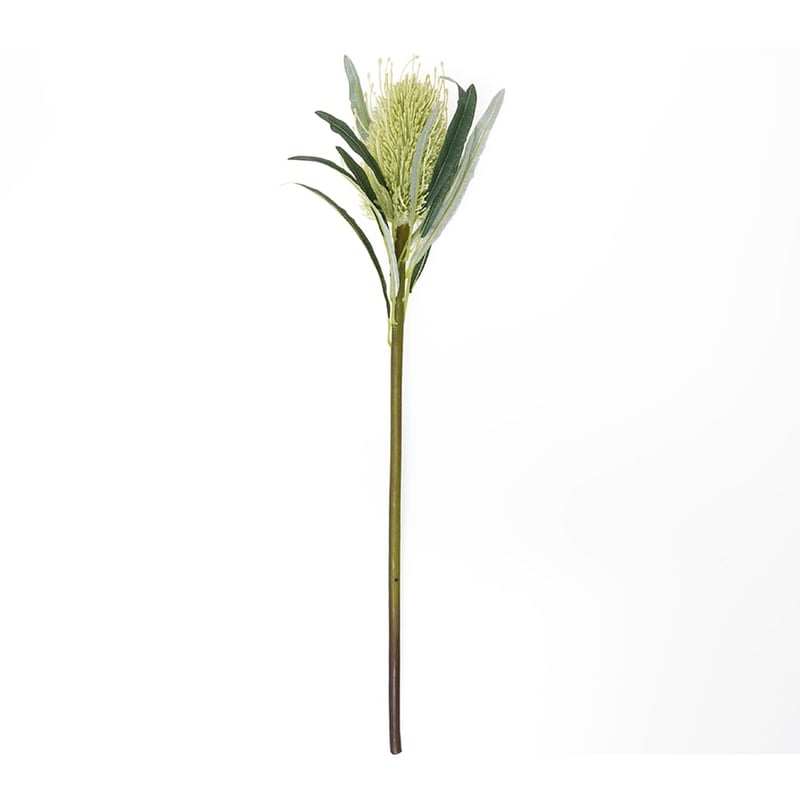 Australiana Stem Coastal Banksia