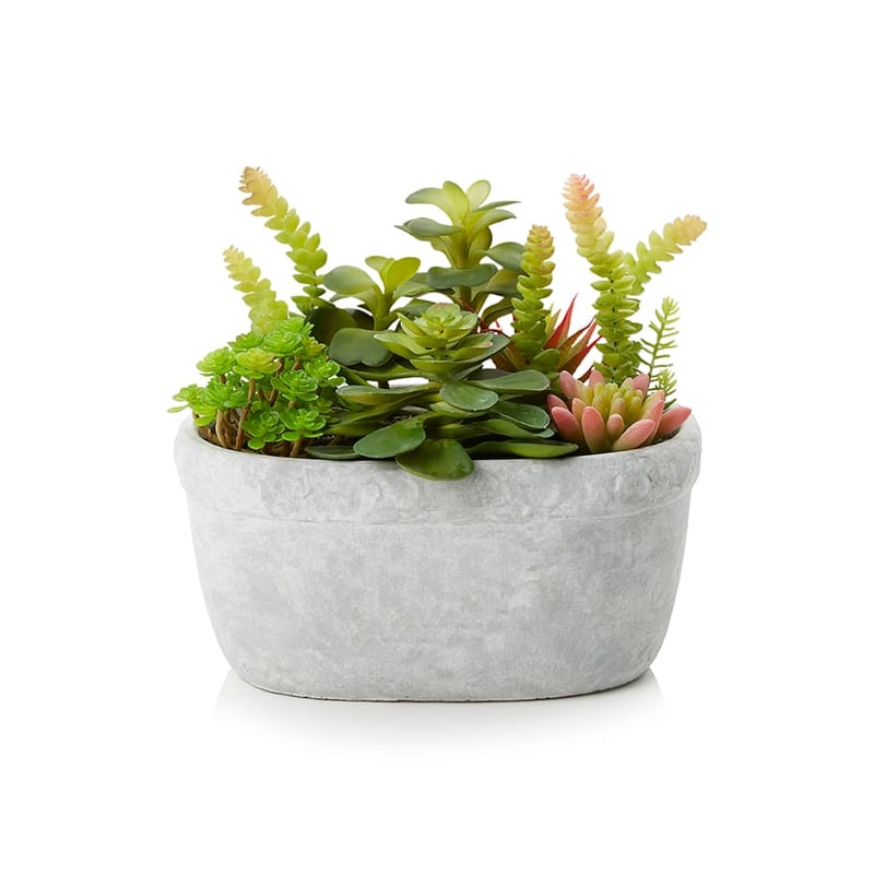 Succulent Oval Garden