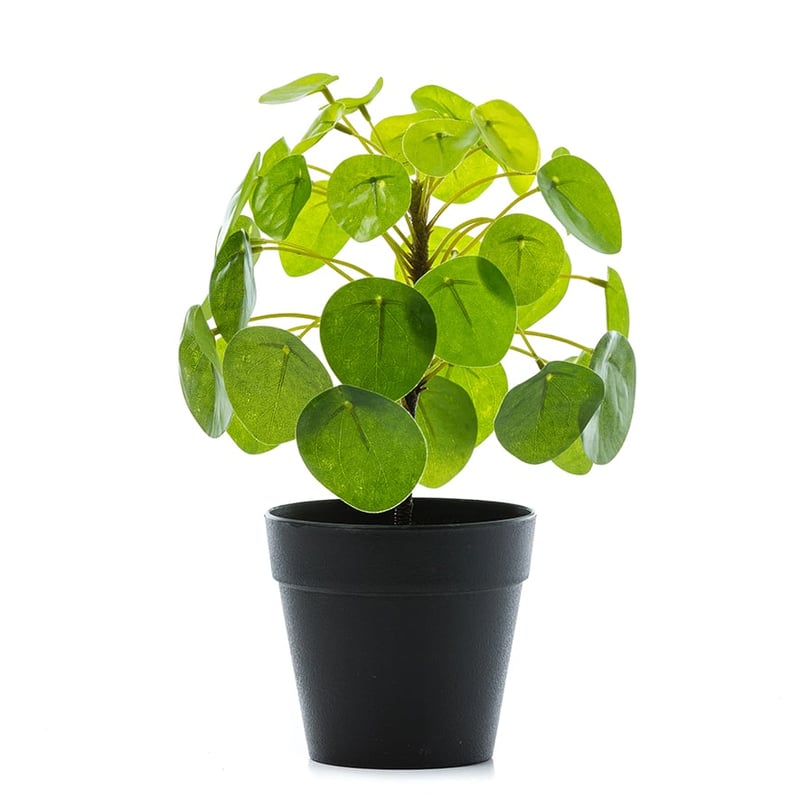 Small Money Plant