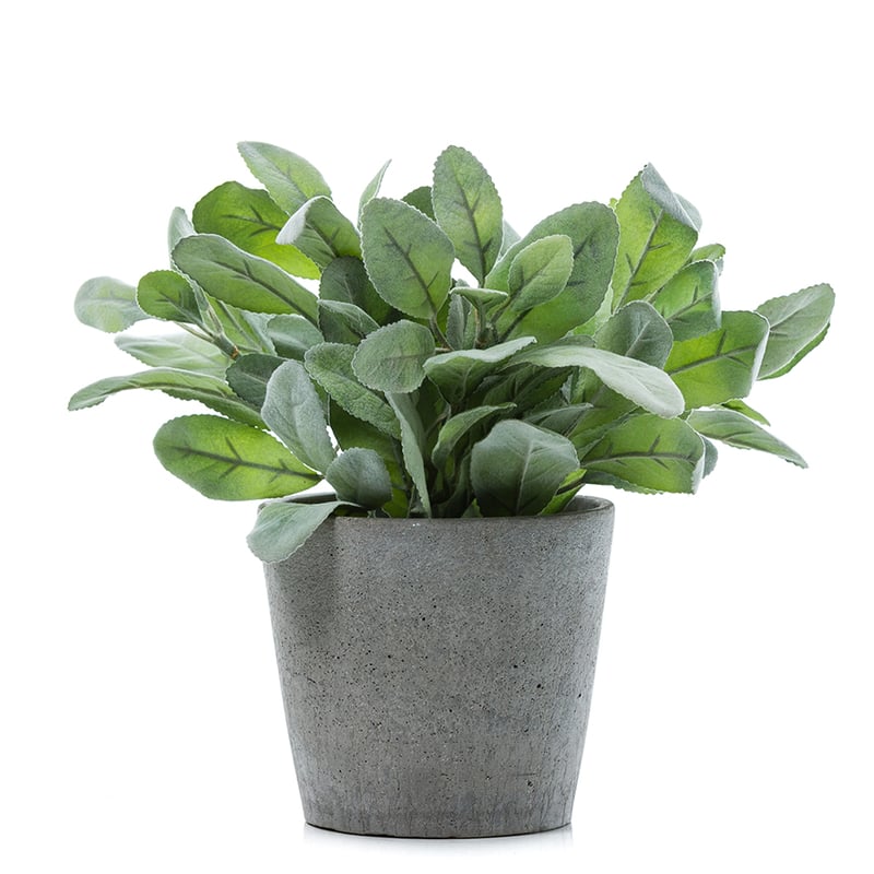 Potted Herbs Sage