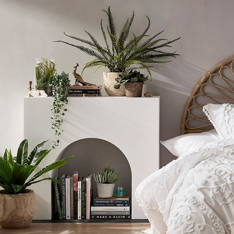 Canning Plant Fish Bone Fern