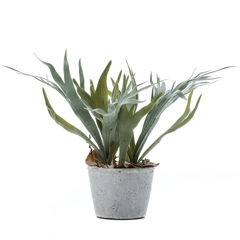 Canning Plant Stag Horn