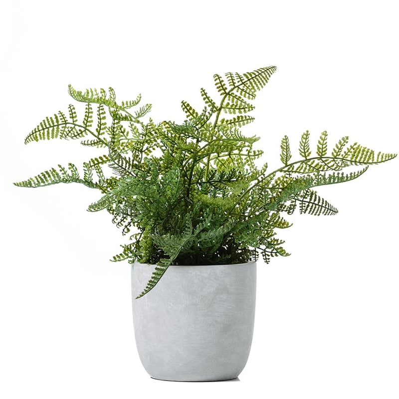 Lennox Potted Fern Lace