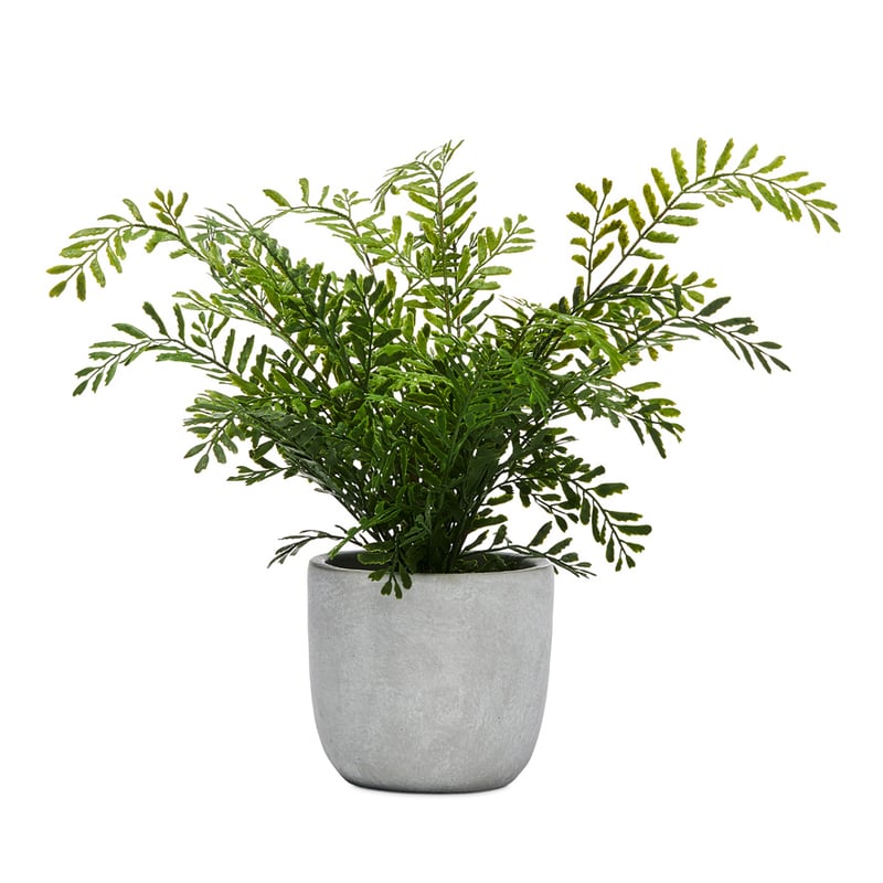 Lennox Potted Lattice Fern