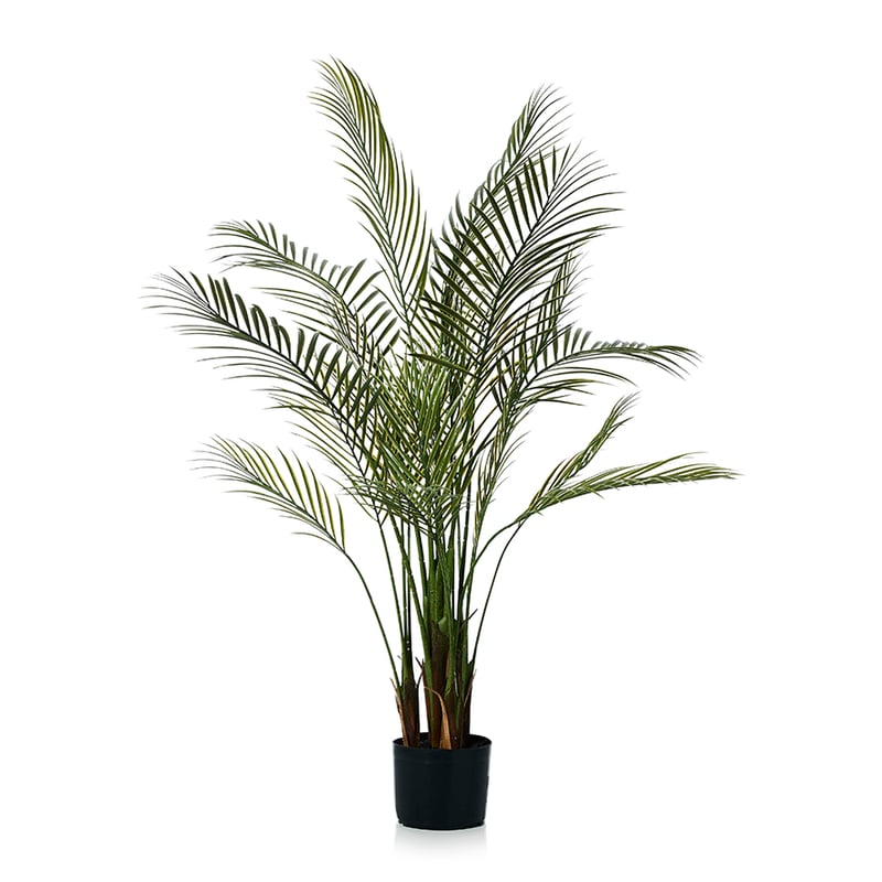 Botanical Kwai Plant