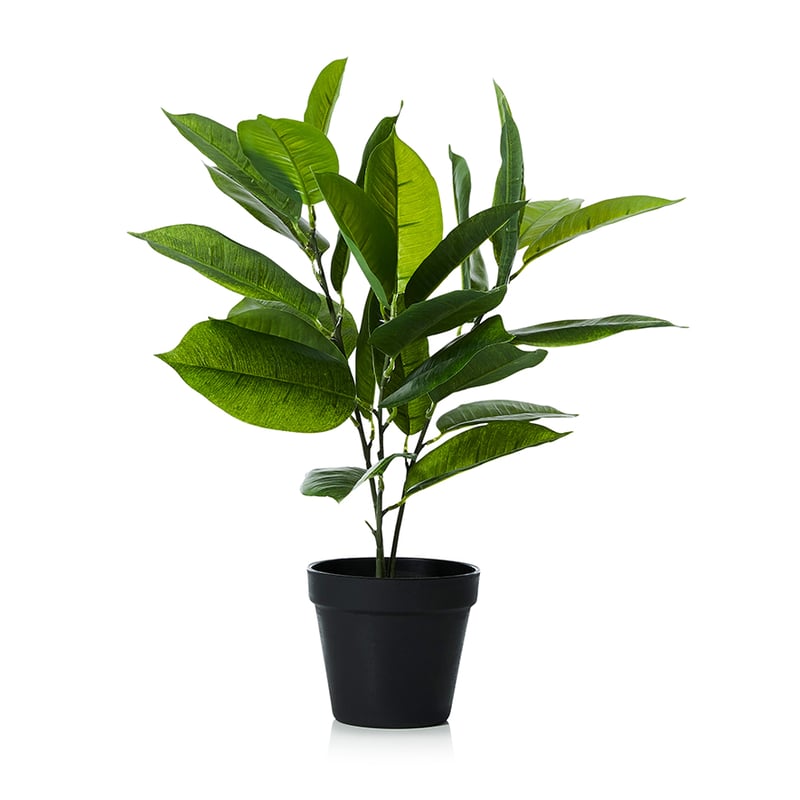 Botanical Rubber Plant