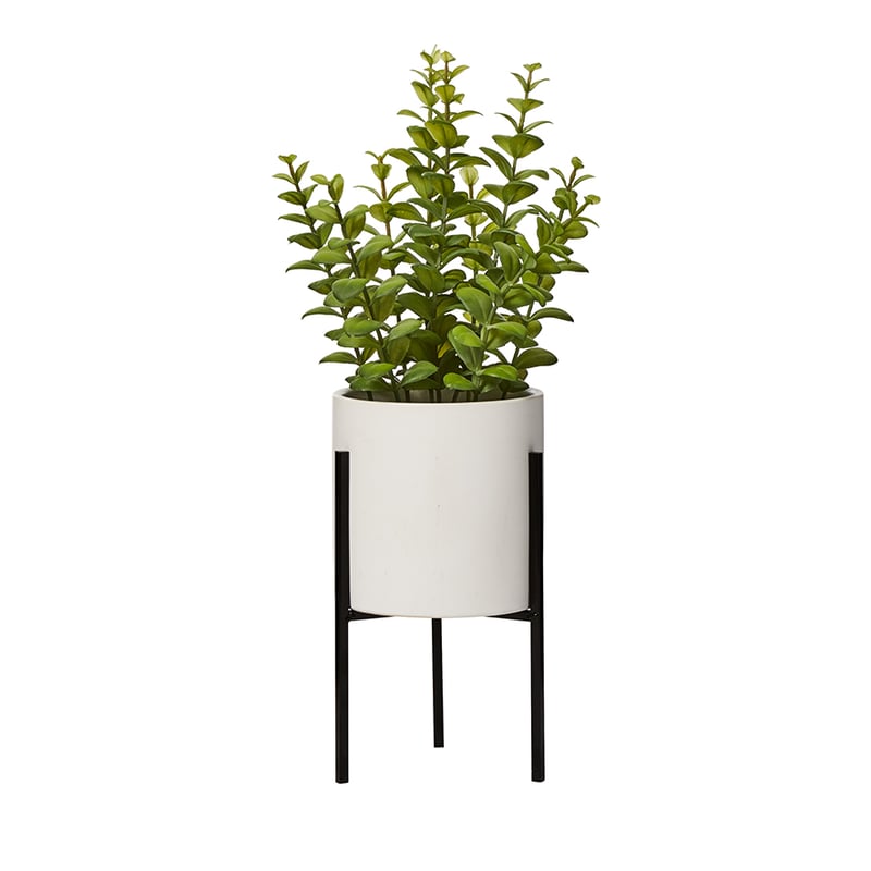 Atami Potted Plant Apple Leaves Green 