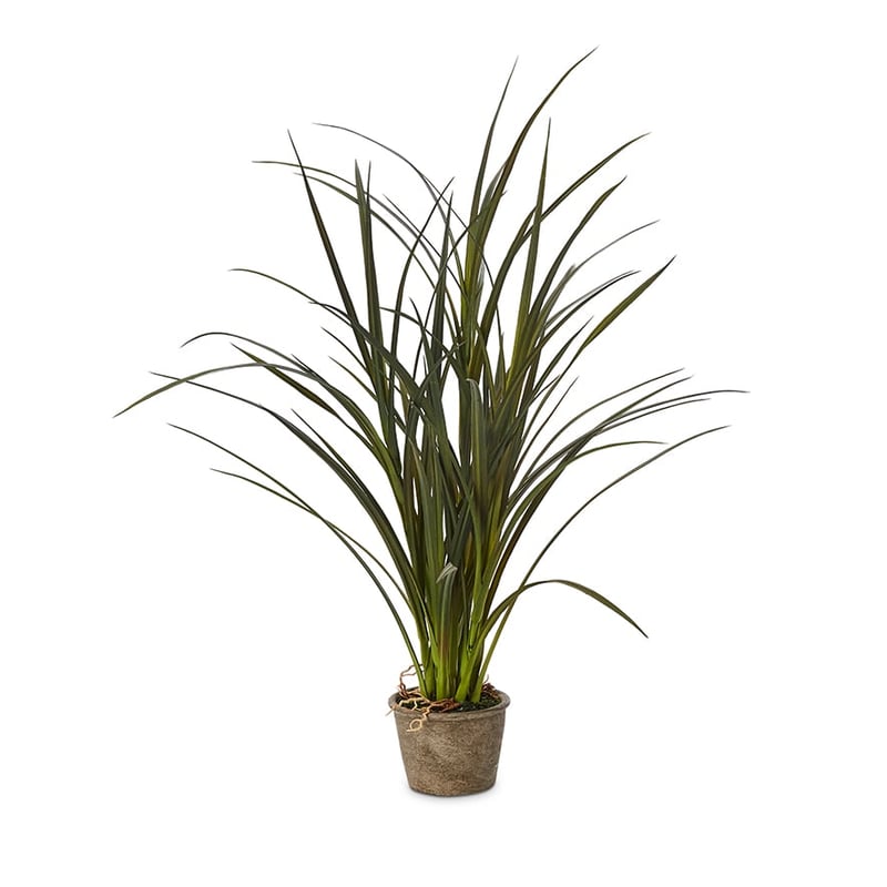 Catalana Collection Grass