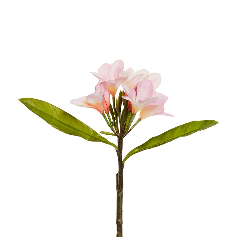 Fleur Stems Frangipani Pink