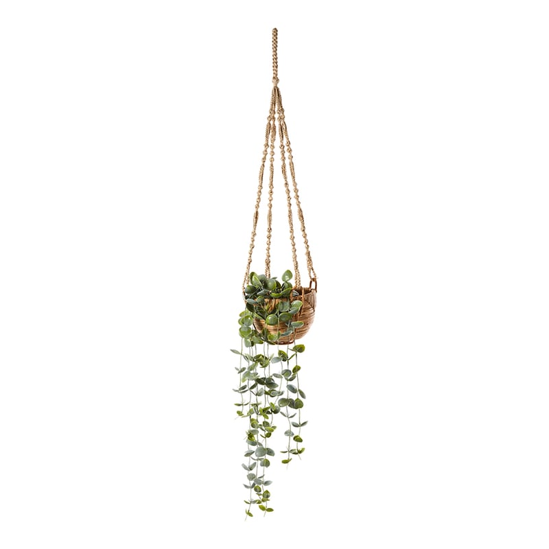Arnos Hanging Vine 