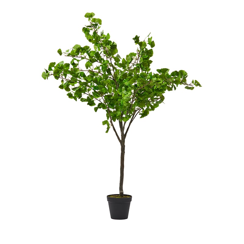 Botanical Plant Gingko Tree