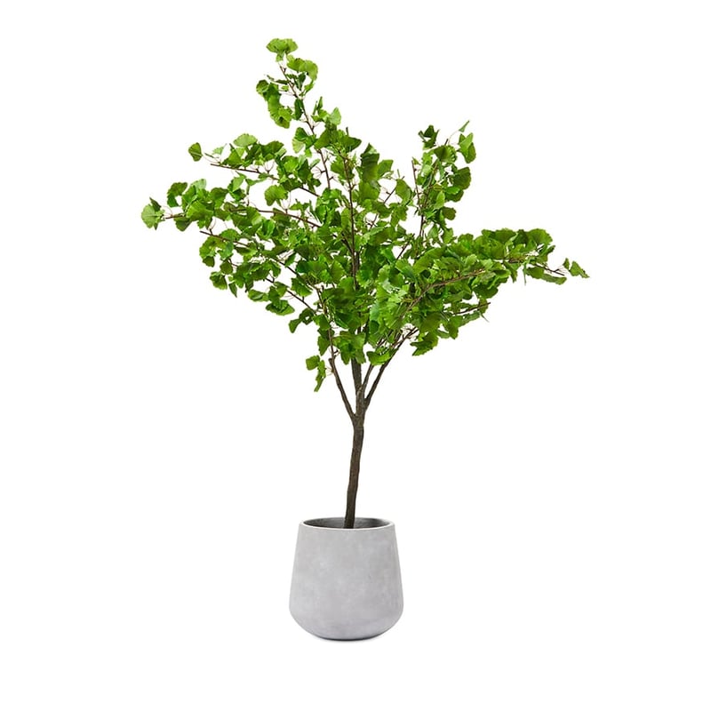 Botanical Plant Gingko Tree