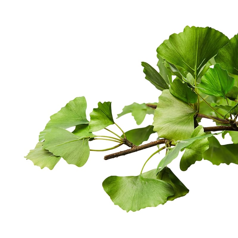 Botanical Plant Gingko Tree