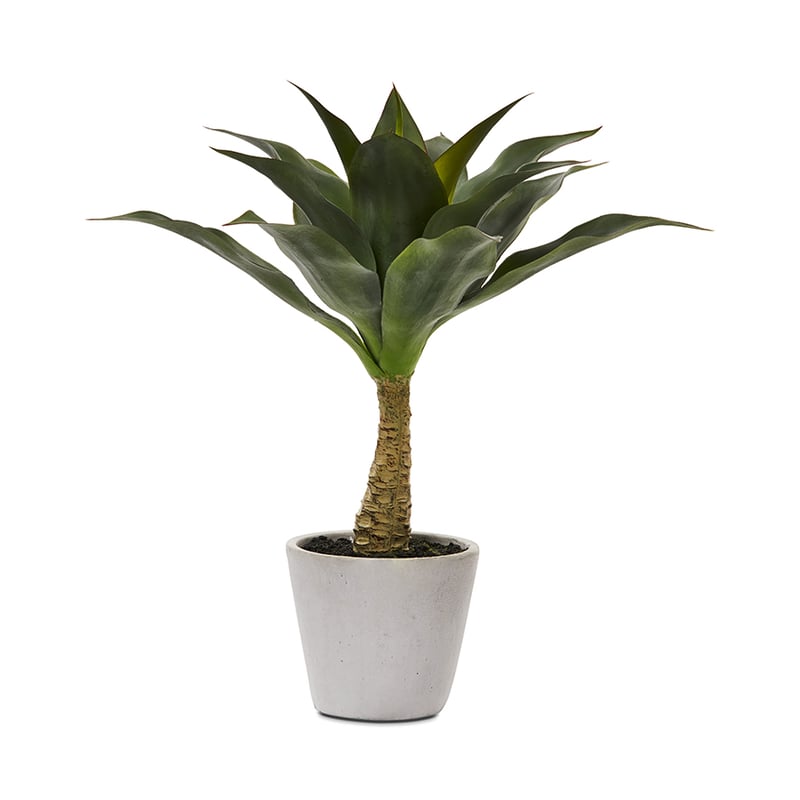 Toledo Green Agave Plant