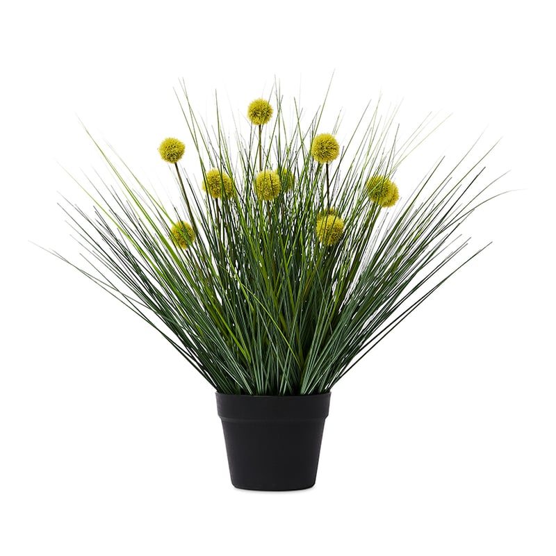 Aberdeen Onion Balls Grasses