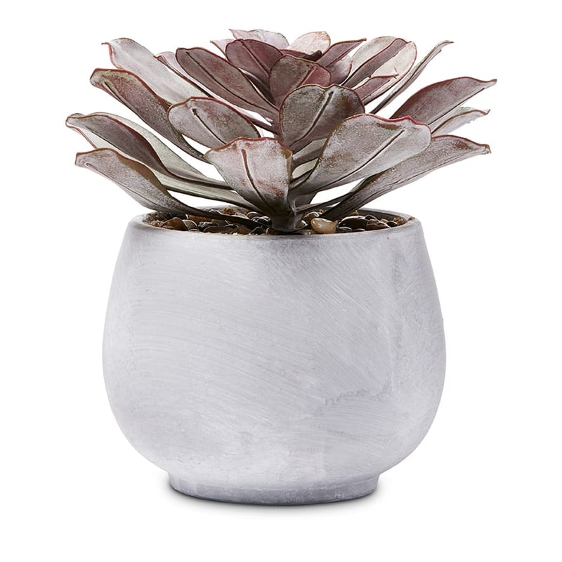 Succulent Garden Pink Petals