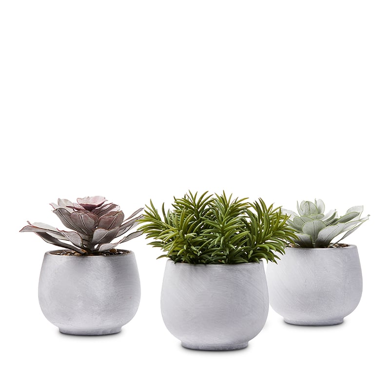 Succulent Garden Pink Petals