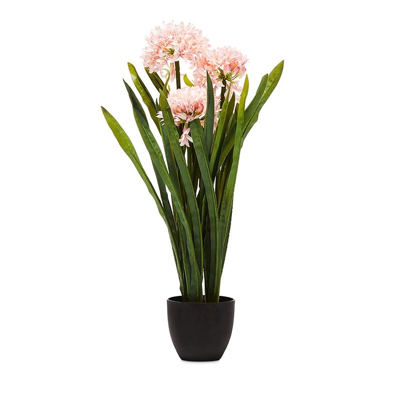 Narcissus Pink Plant