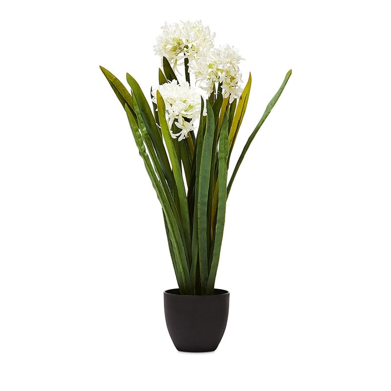 Narcissus White Plant