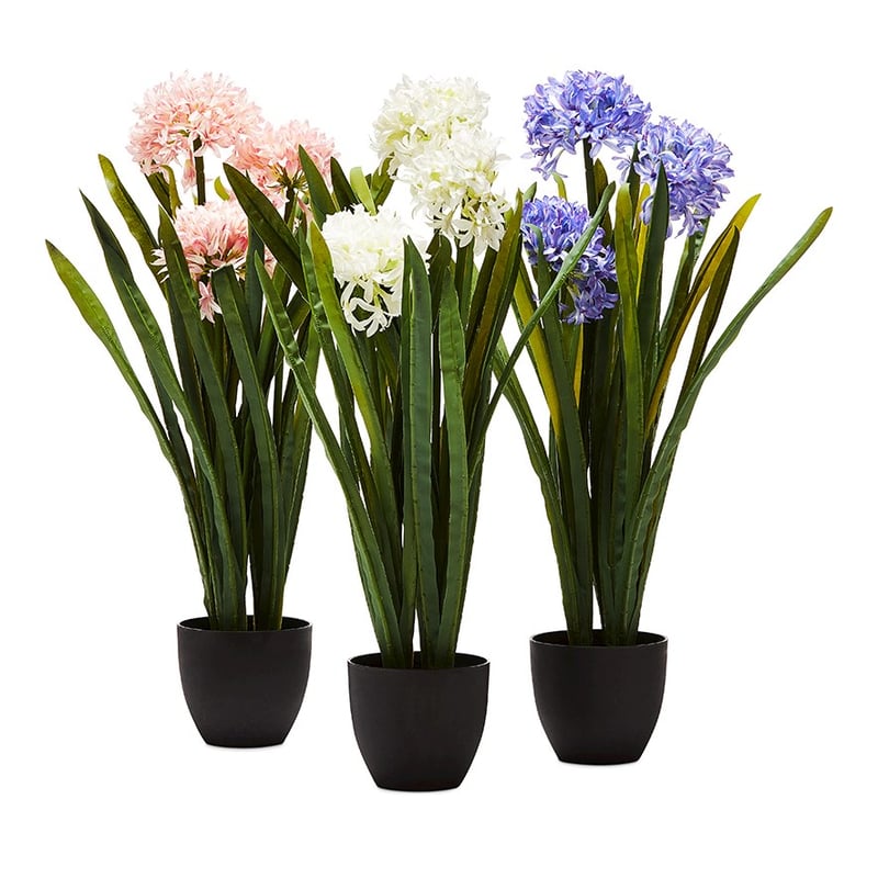 Narcissus White Plant