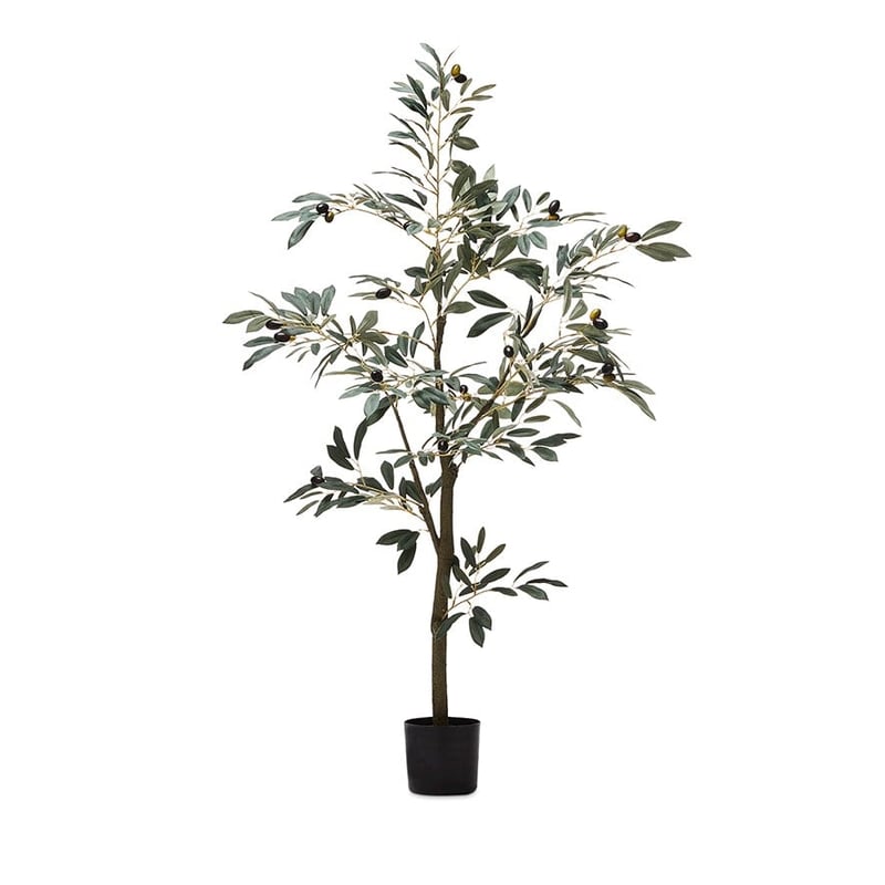 Mediterranean Garden Medium Olive Tree 