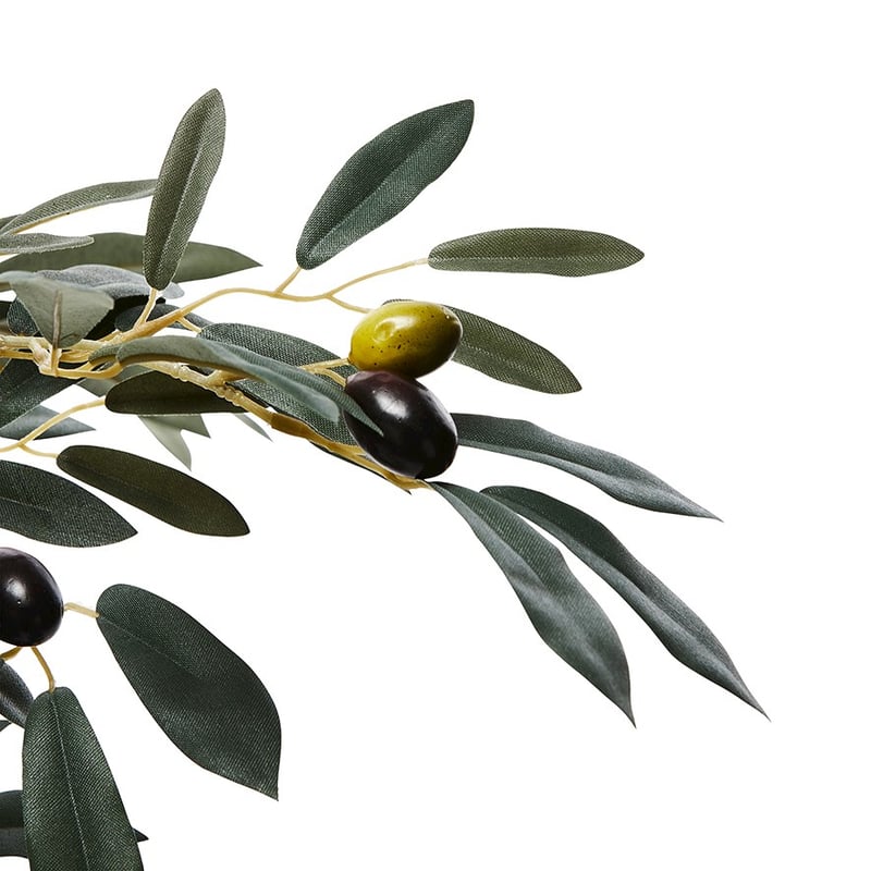 Mediterranean Garden Medium Olive Tree 