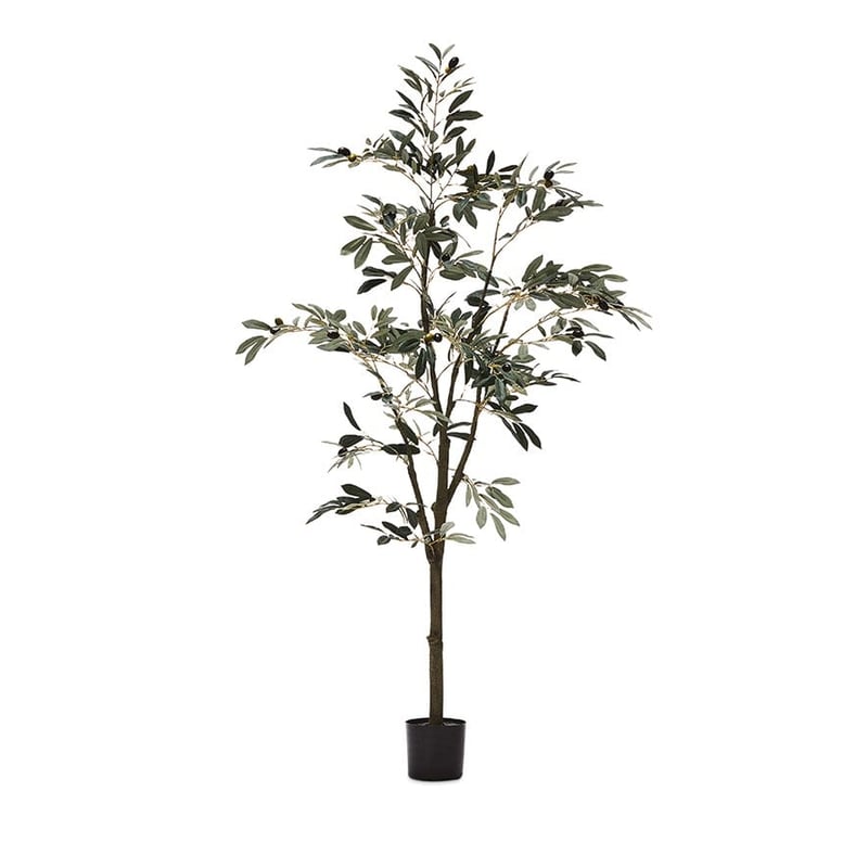 Mediterranean Garden Large Olive Tree 