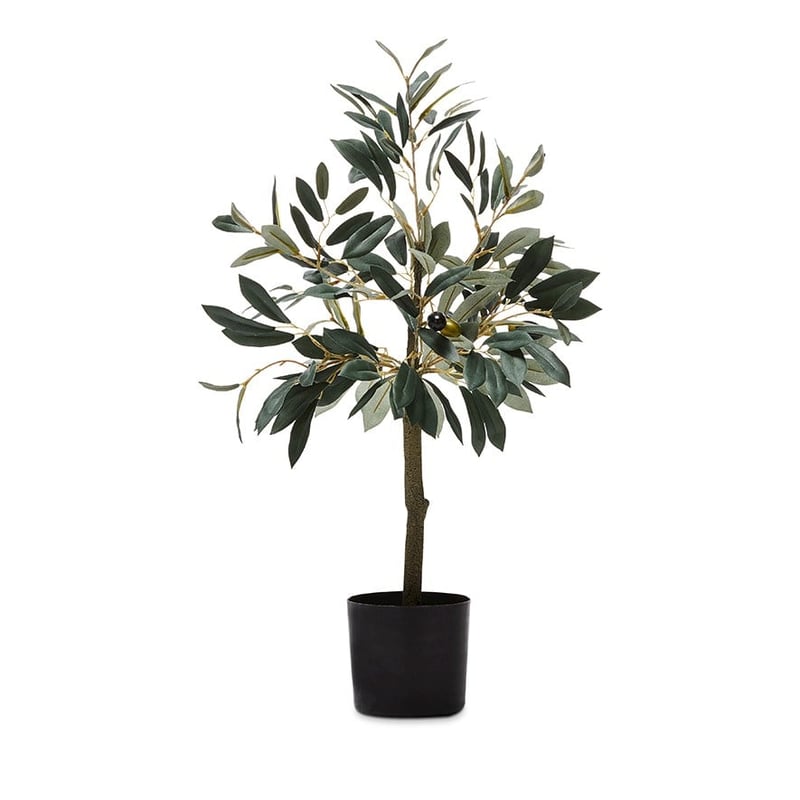 Mediterranean Garden Small Olive Tree 