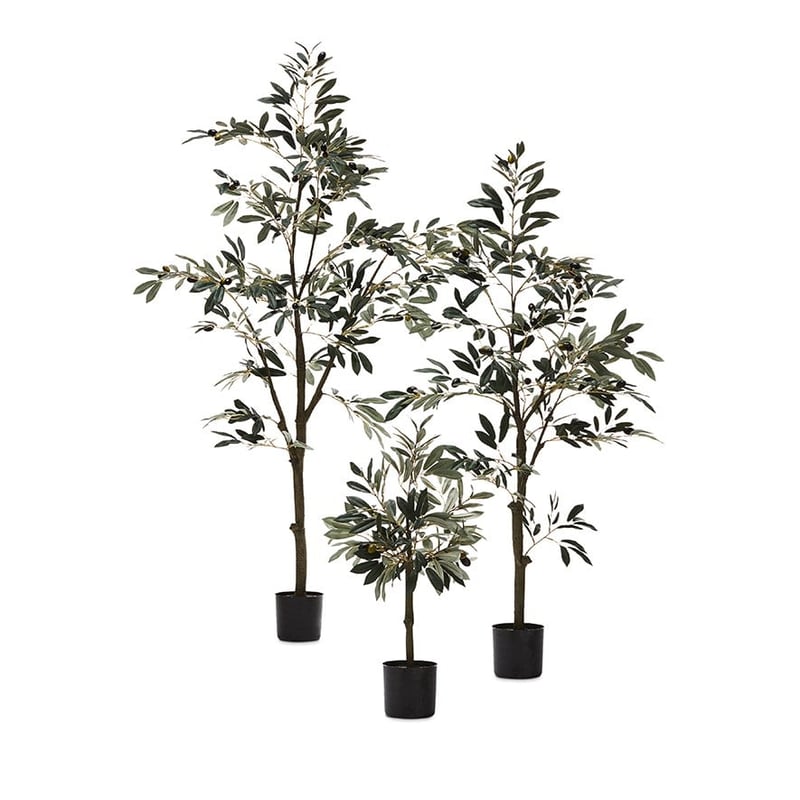 Mediterranean Garden Small Olive Tree 