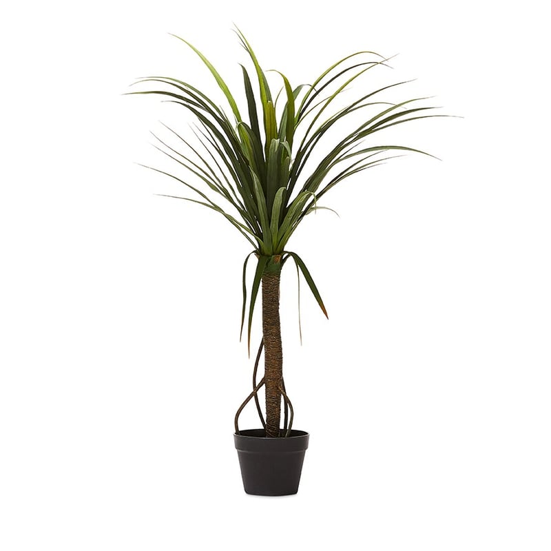 Dracena Small Evergreen Plant 