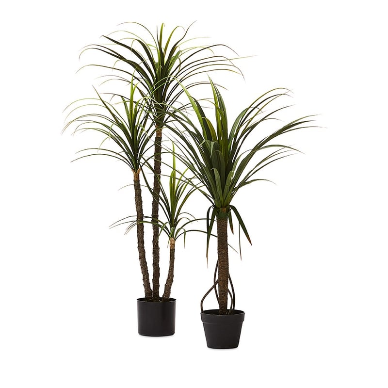 Dracena Small Evergreen Plant 