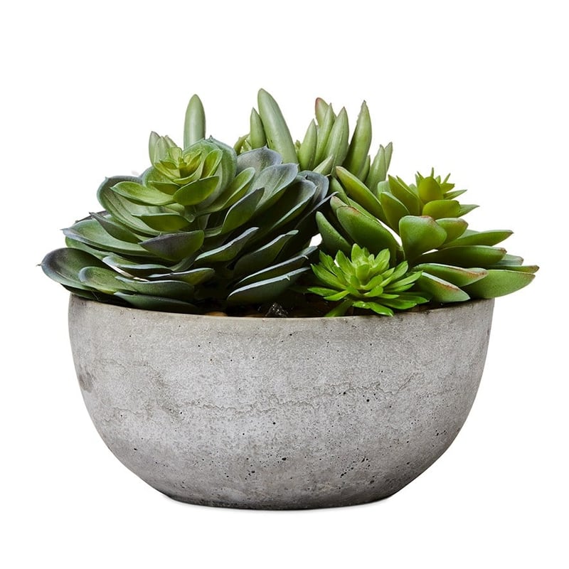 Tamba Green Succulent Garden  