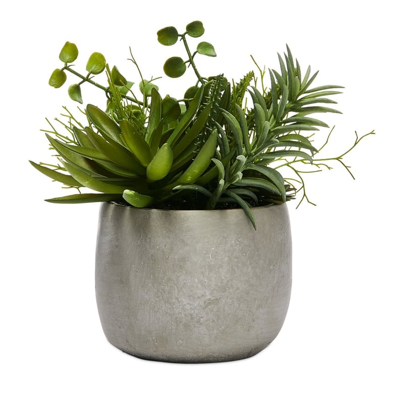 Isu Succulent Garden Spikey