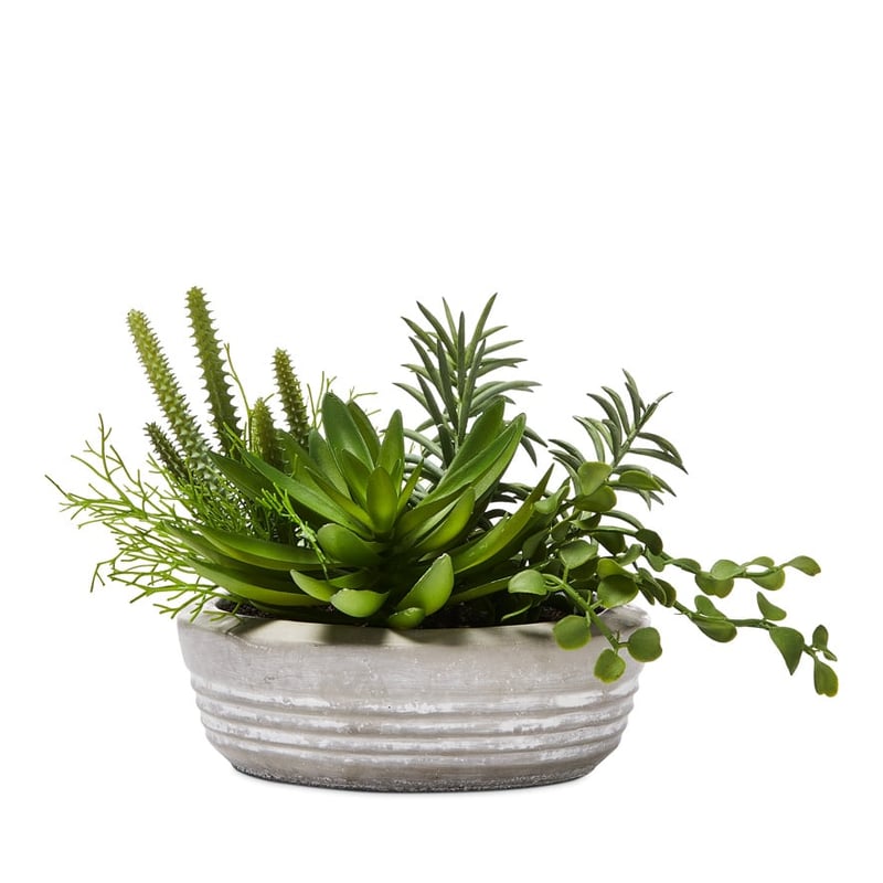 Isu Succulent Garden Green Succulent