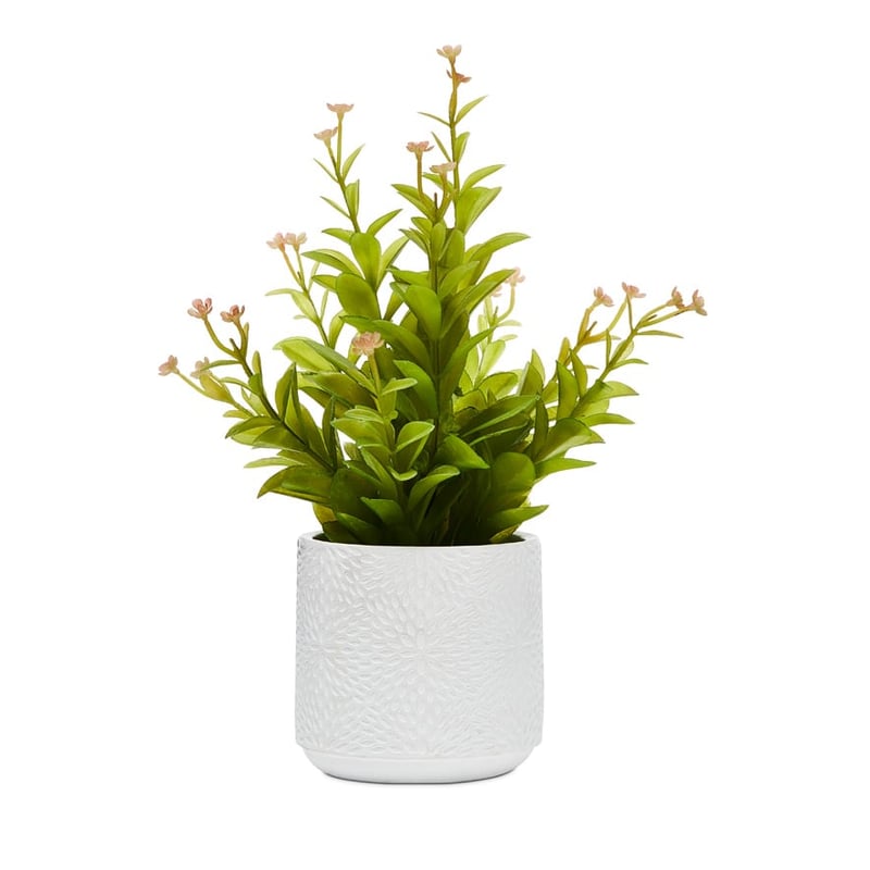 Toluca Potted Succulent Pink Tip