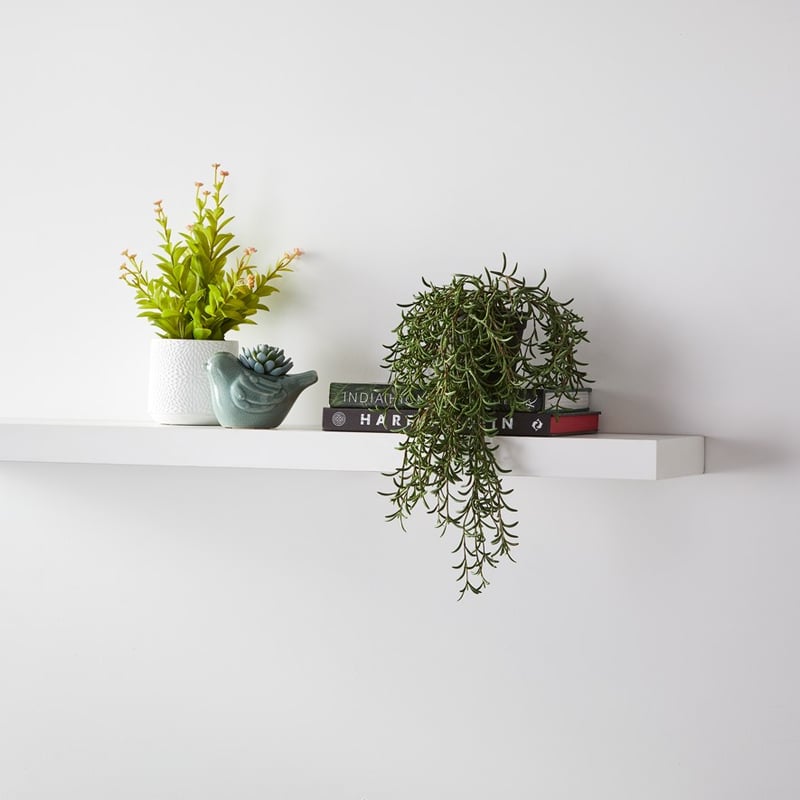 Toluca Potted Succulent Pink Tip