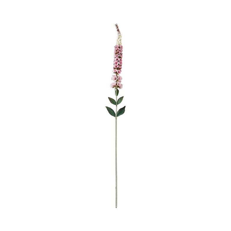 Native Pink Foxglove Stem