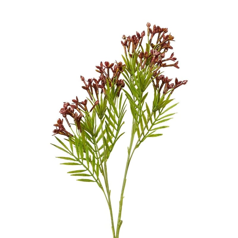 Native Stem Burgundy Narcissus 