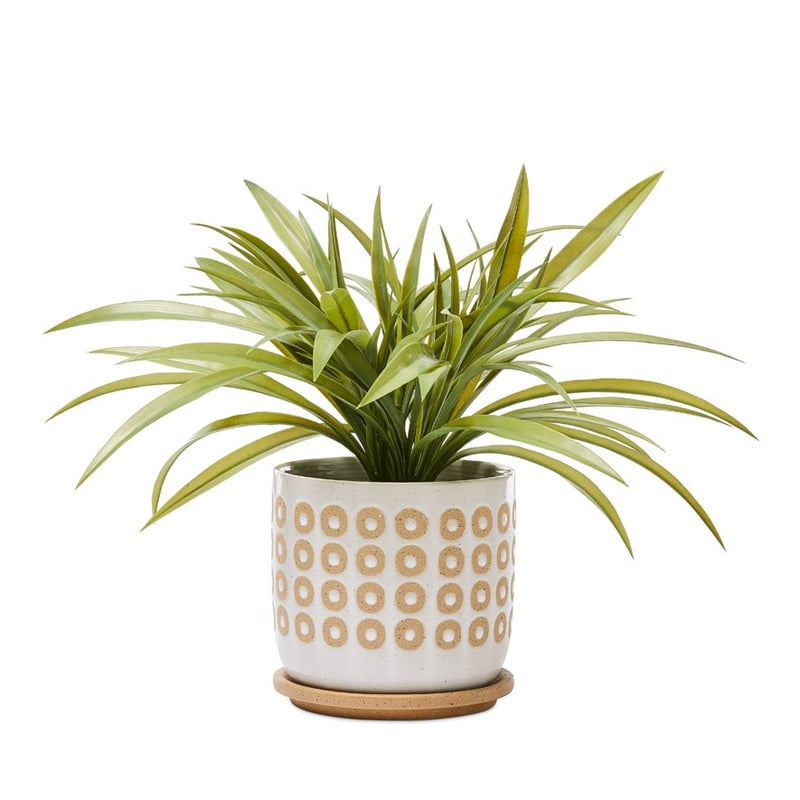 Tuscan Spot Off White Sand Pot and Saucer