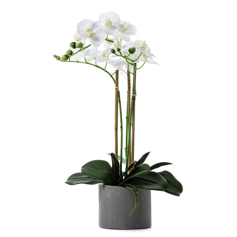 Butterfly Orchid In Pot 3 Stem