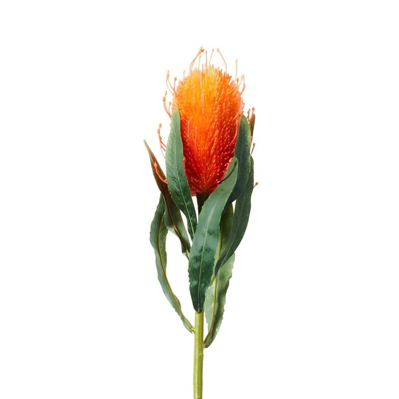 Orange Banksia Spring Stems